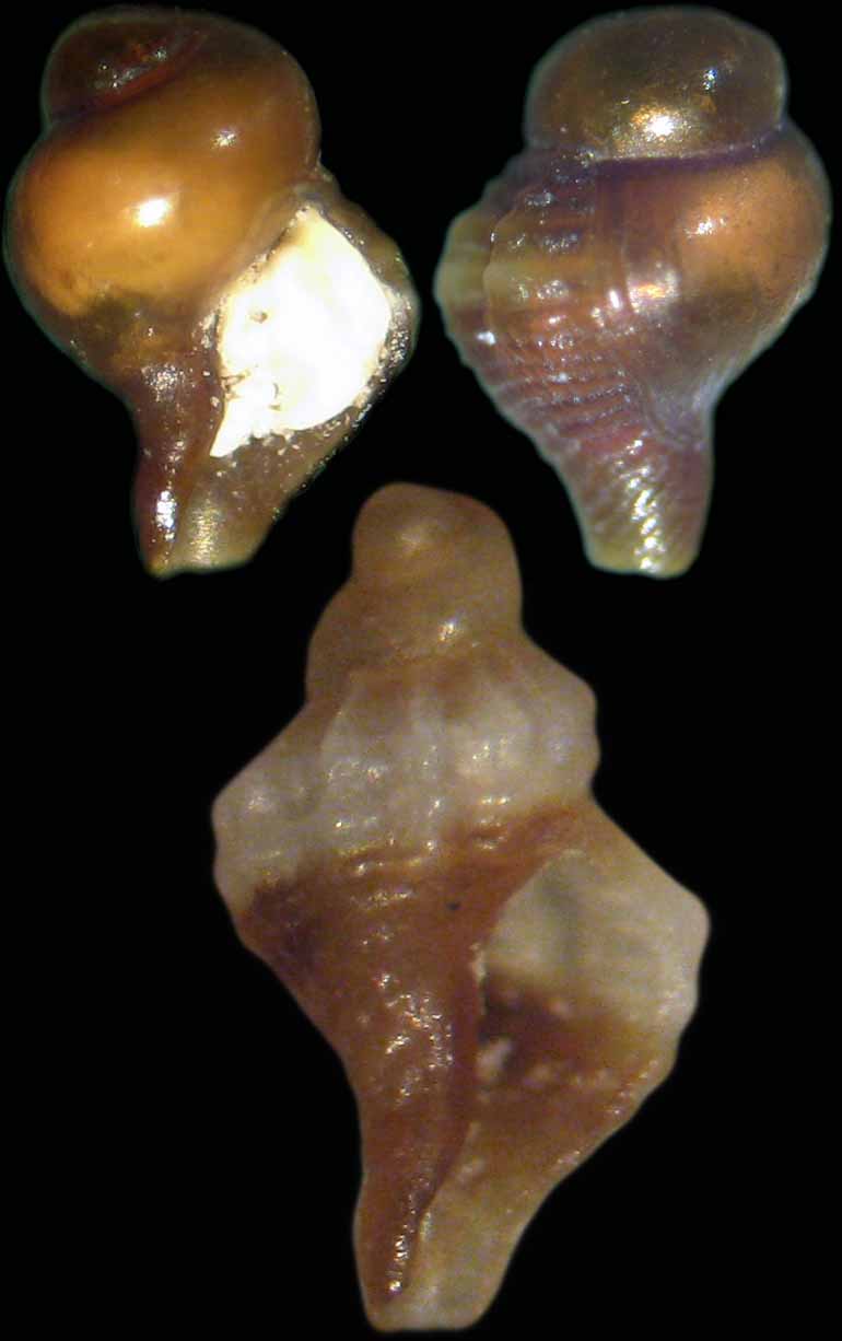 Ocinebrina o muricopsis?